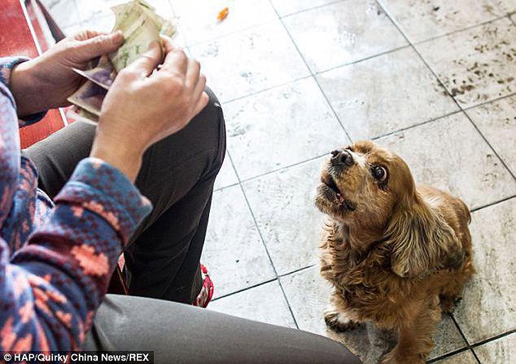 Уникальный пёс Бобби может распознать деньги и знает как их потратить Бобби, кокерс-спаниель, собака, покупает еду, деньги, Bobby the cocker spaniel