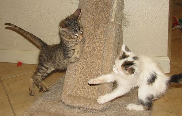 котенок, инвалид, Меркьюри, без передних лап, научился, ходить на задних