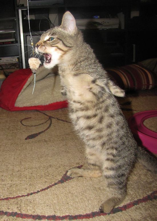 котенок, инвалид, Меркьюри, без передних лап, научился, ходить на задних