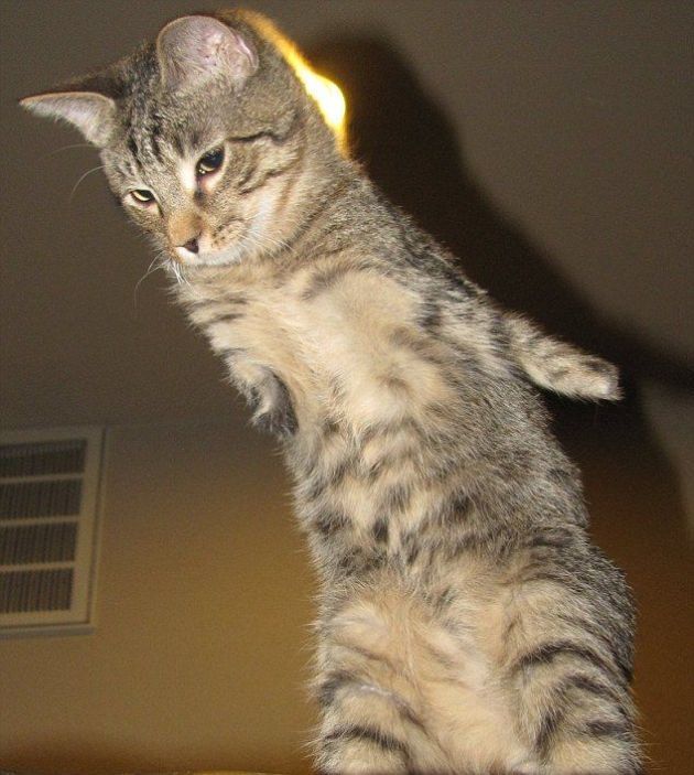 котенок, инвалид, Меркьюри, без передних лап, научился, ходить на задних