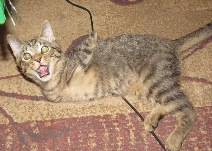 котенок, инвалид, Меркьюри, без передних лап, научился, ходить на задних