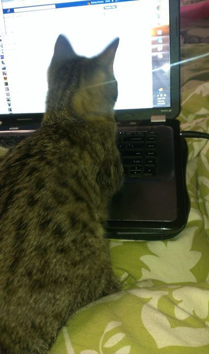 котенок, инвалид, Меркьюри, без передних лап, научился, ходить на задних