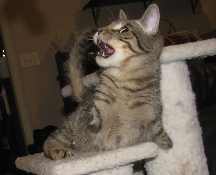 котенок, инвалид, Меркьюри, без передних лап, научился, ходить на задних