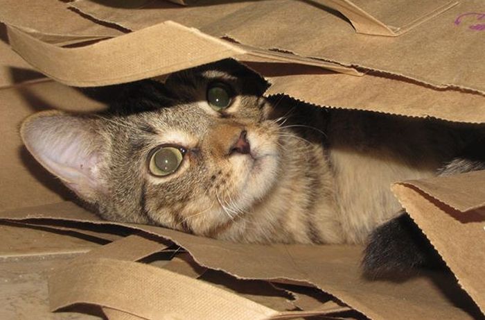 котенок, инвалид, Меркьюри, без передних лап, научился, ходить на задних