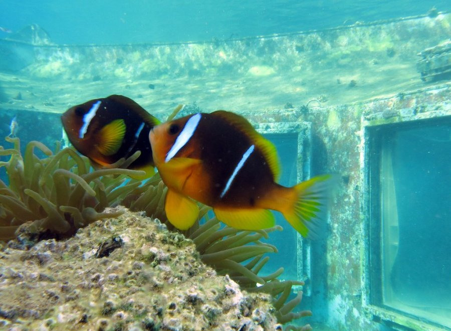 подводный ресторан, Red Sea Star, звезда красного моря, Израиль, Элайт