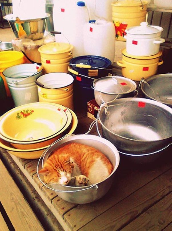 Забавные котики заснувшие в неожиданных местах кошки уснувшие в неожиданных местах, спящие коты