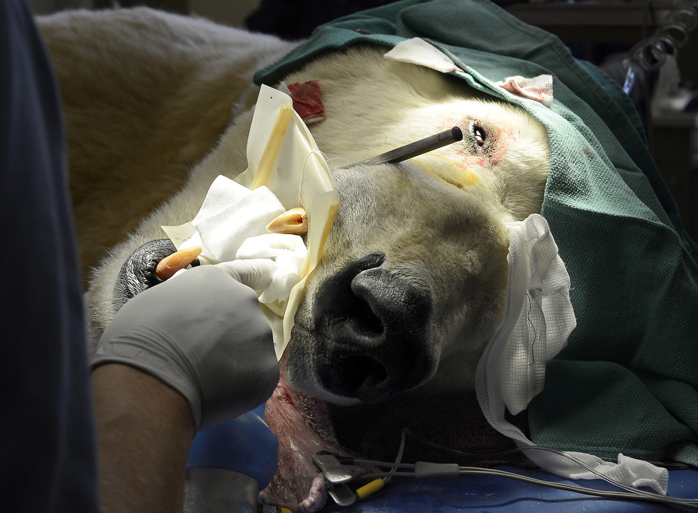 Белый медведь Борис, медицинский осмотр белого медведя 