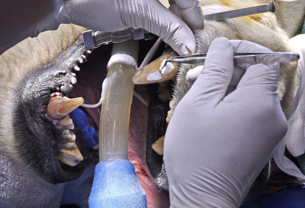 Белый медведь Борис, медицинский осмотр белого медведя 