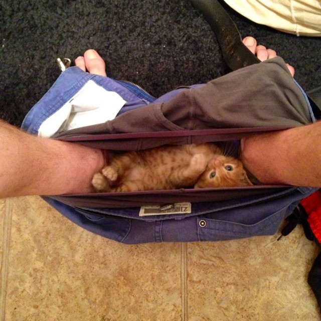 животные не оставляют в туалете, животные хозяева в туалете, животные в трусах в туалете