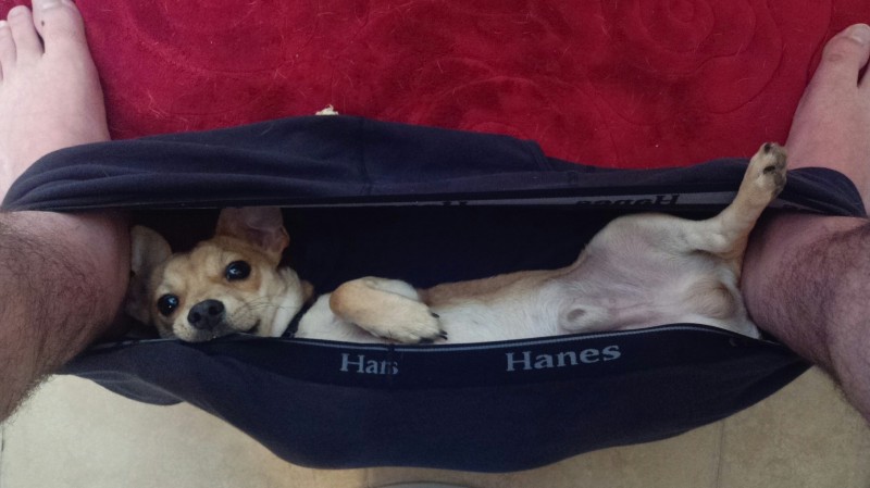 животные не оставляют в туалете, животные хозяева в туалете, животные в трусах в туалете