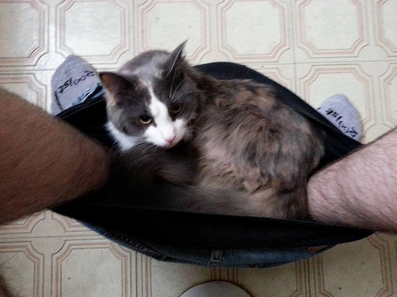 животные не оставляют в туалете, животные хозяева в туалете, животные в трусах в туалете