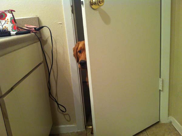 животные не оставляют в туалете, животные хозяева в туалете, животные в трусах в туалете