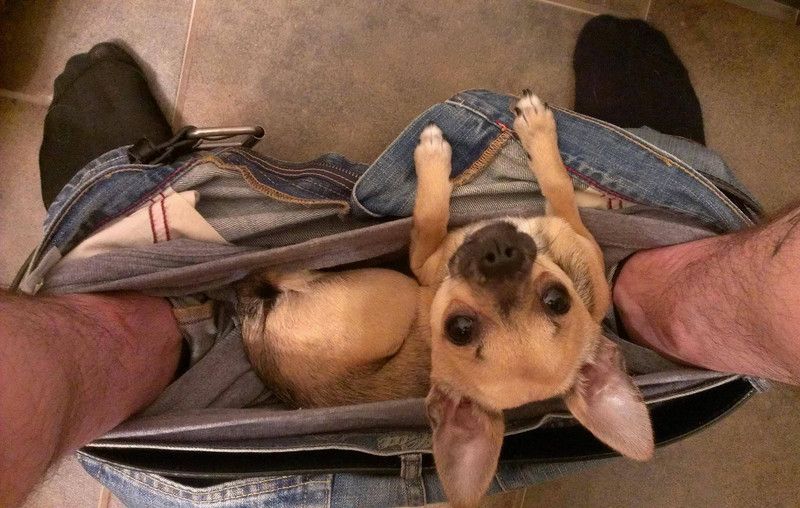 животные не оставляют в туалете, животные хозяева в туалете, животные в трусах в туалете