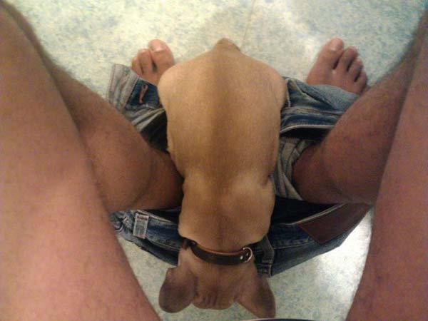 животные не оставляют в туалете, животные хозяева в туалете, животные в трусах в туалете