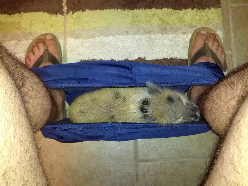 животные не оставляют в туалете, животные хозяева в туалете, животные в трусах в туалете