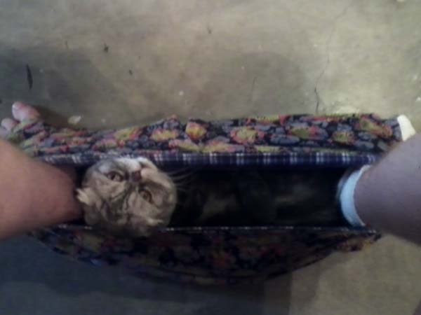 животные не оставляют в туалете, животные хозяева в туалете, животные в трусах в туалете