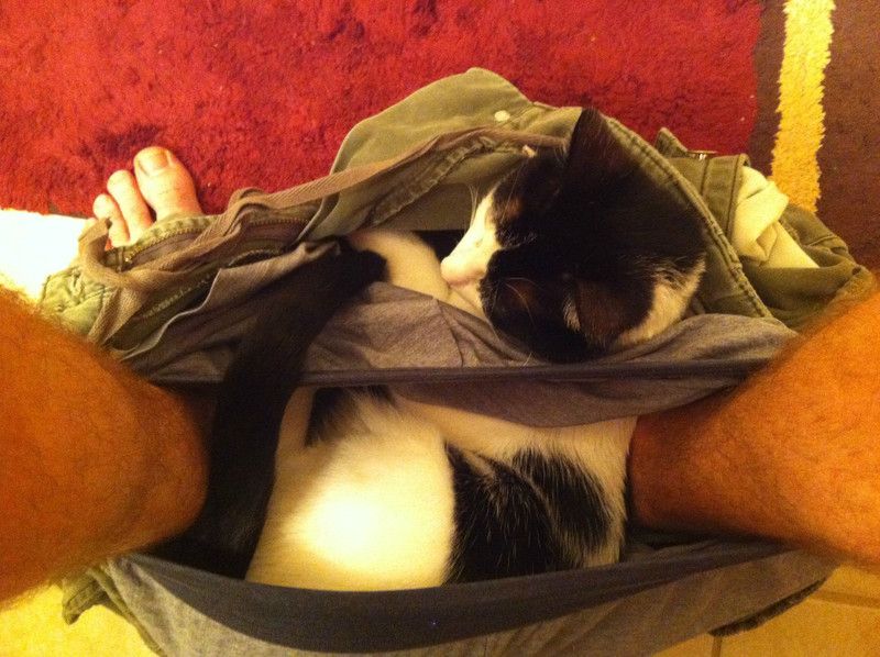 животные не оставляют в туалете, животные хозяева в туалете, животные в трусах в туалете