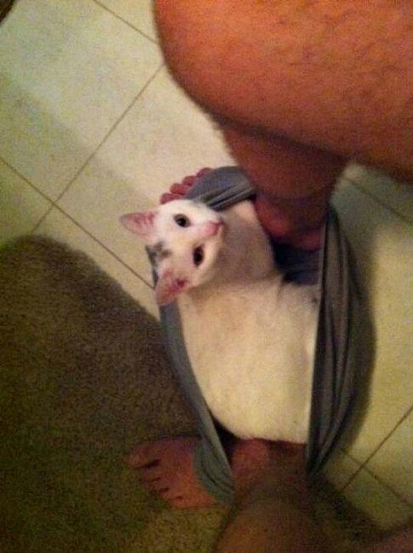 животные не оставляют в туалете, животные хозяева в туалете, животные в трусах в туалете