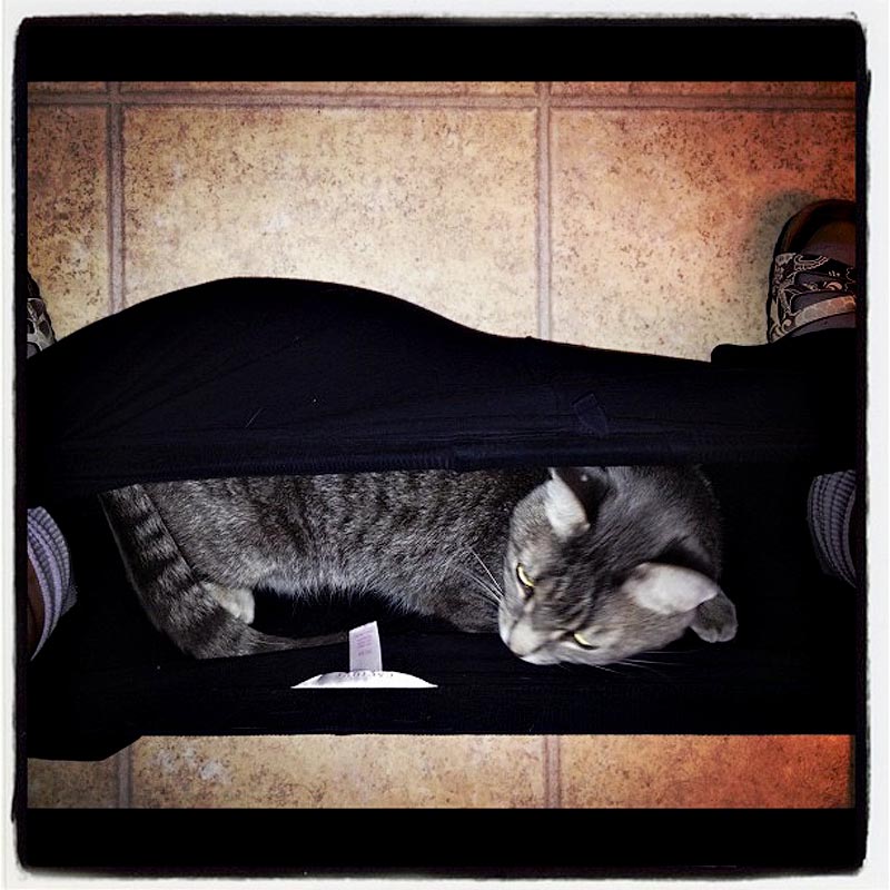 животные не оставляют в туалете, животные хозяева в туалете, животные в трусах в туалете