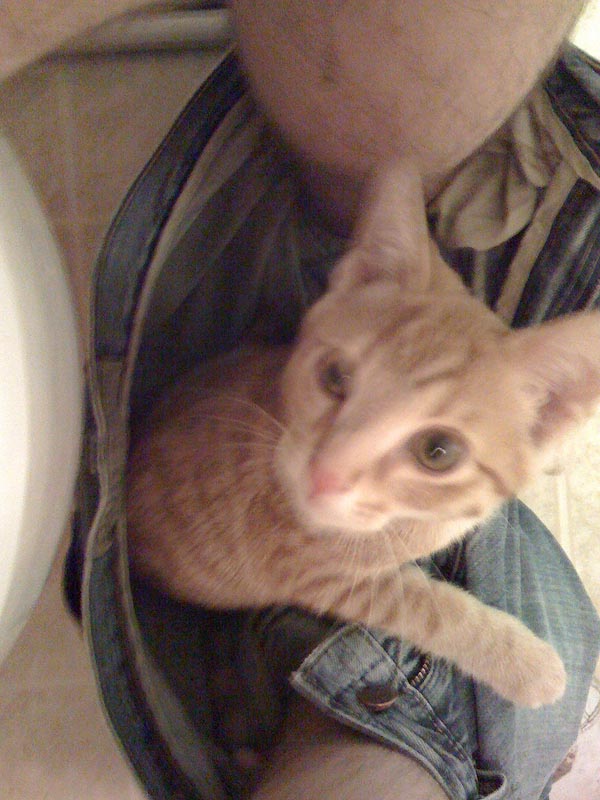 животные не оставляют в туалете, животные хозяева в туалете, животные в трусах в туалете