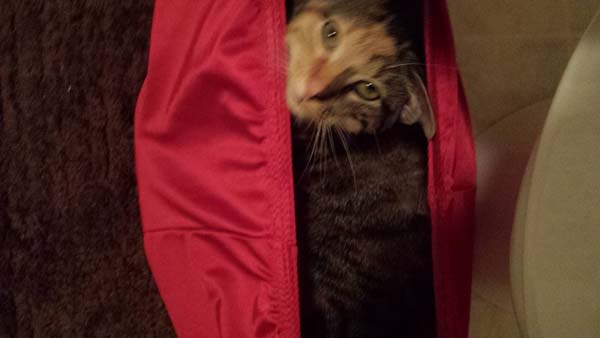 животные не оставляют в туалете, животные хозяева в туалете, животные в трусах в туалете