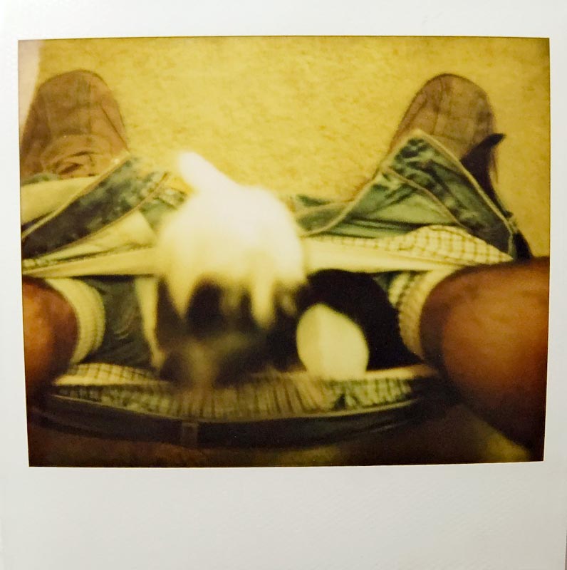 животные не оставляют в туалете, животные хозяева в туалете, животные в трусах в туалете