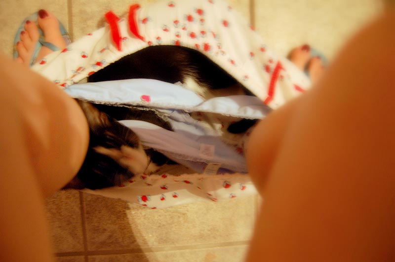 животные не оставляют в туалете, животные хозяева в туалете, животные в трусах в туалете