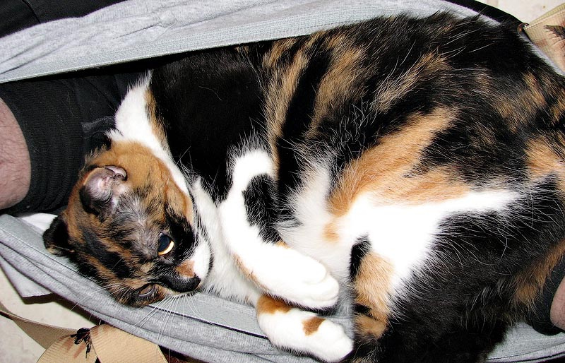 животные не оставляют в туалете, животные хозяева в туалете, животные в трусах в туалете