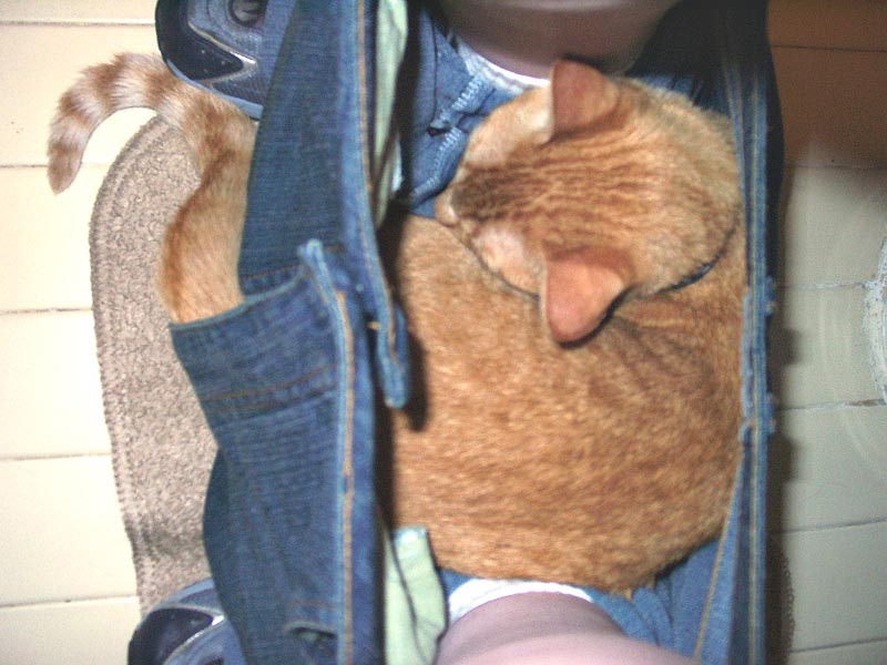 животные не оставляют в туалете, животные хозяева в туалете, животные в трусах в туалете