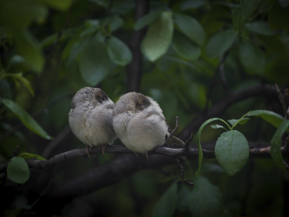 National Geographic за май 2014, лучшие фотографии National Geographic