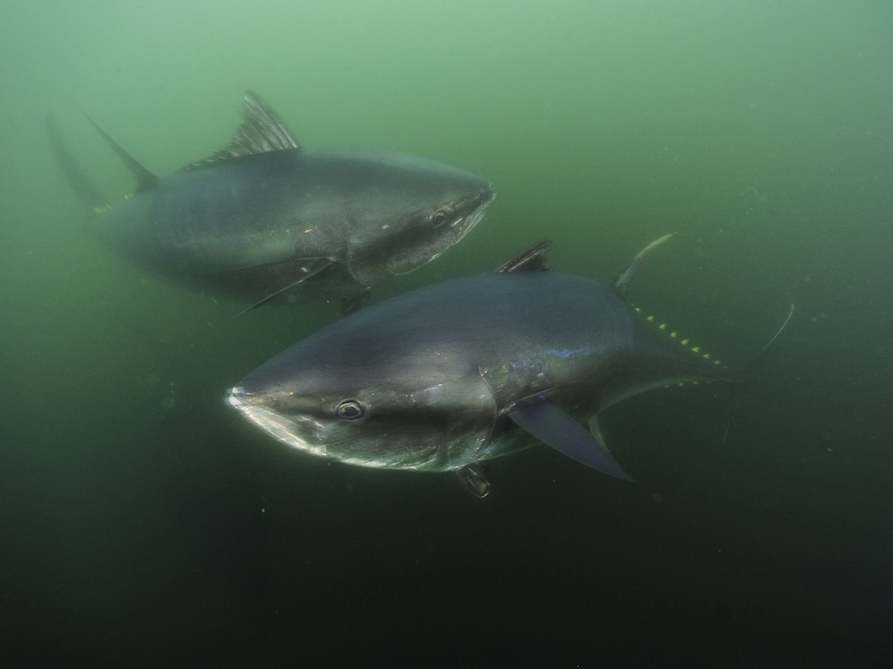 National Geographic за май 2014, лучшие фотографии National Geographic