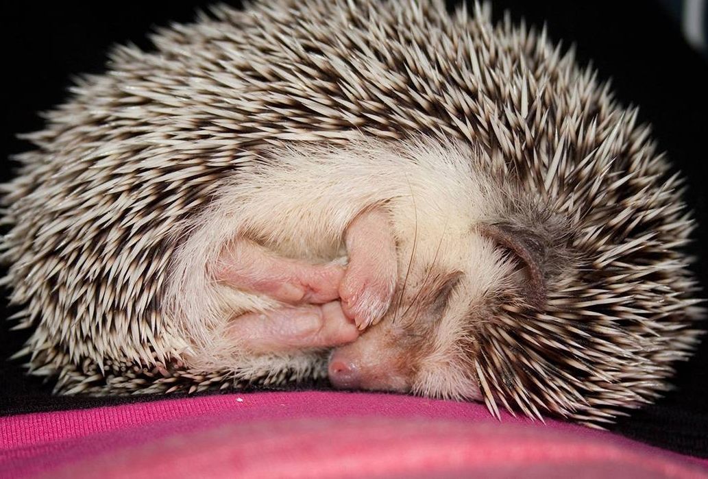 ёжик альбинос, спящий ёжик, ёжик сопит альбинос