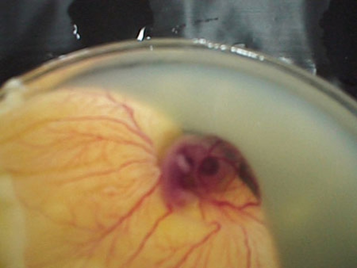 Увлекательный процесс развития цыплёнка в яйце как развивается цыплёнок в яйце, цыплёнок чашка петри