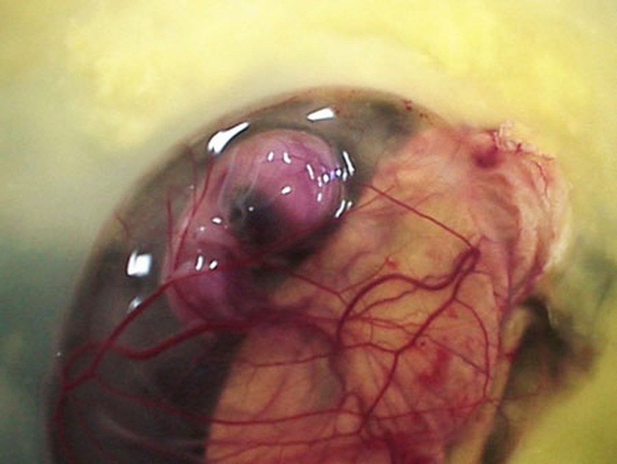 Увлекательный процесс развития цыплёнка в яйце как развивается цыплёнок в яйце, цыплёнок чашка петри