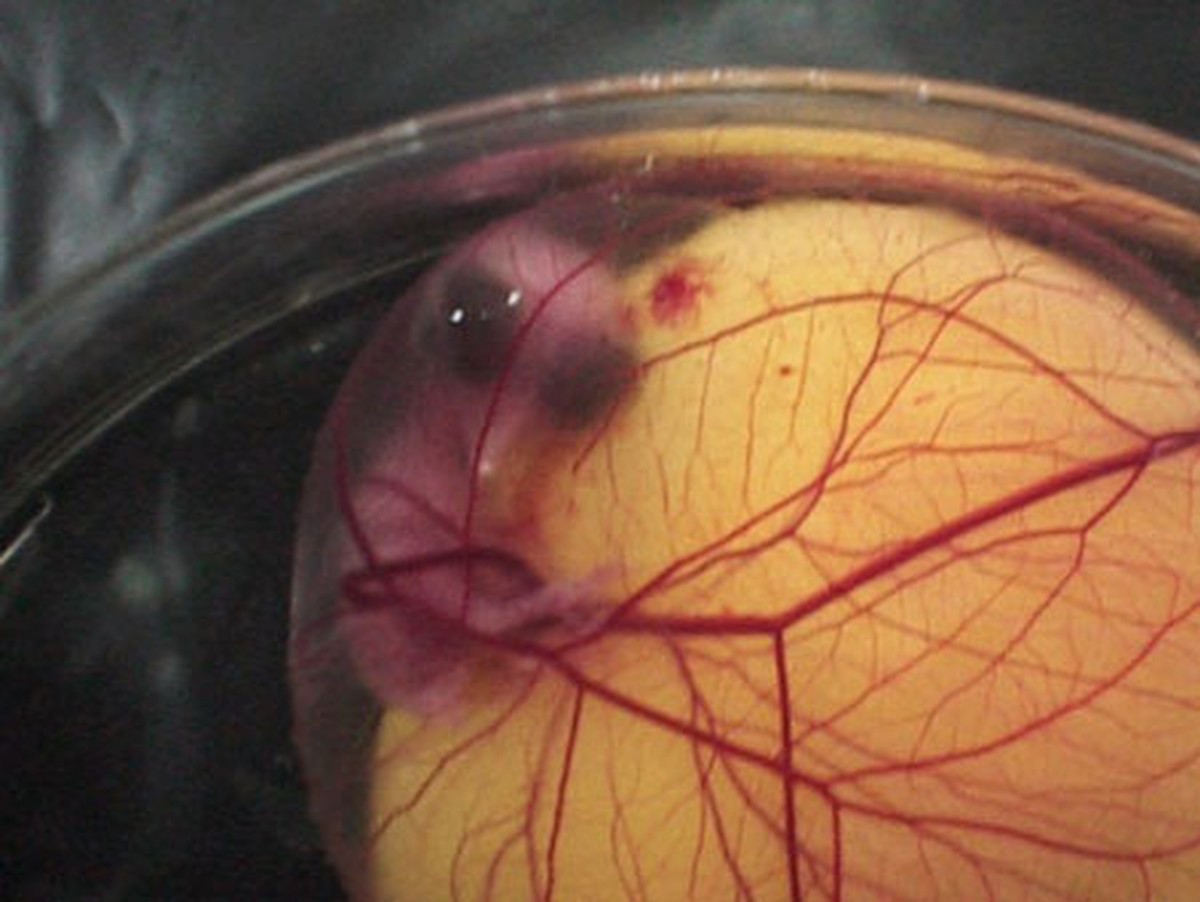 Увлекательный процесс развития цыплёнка в яйце как развивается цыплёнок в яйце, цыплёнок чашка петри