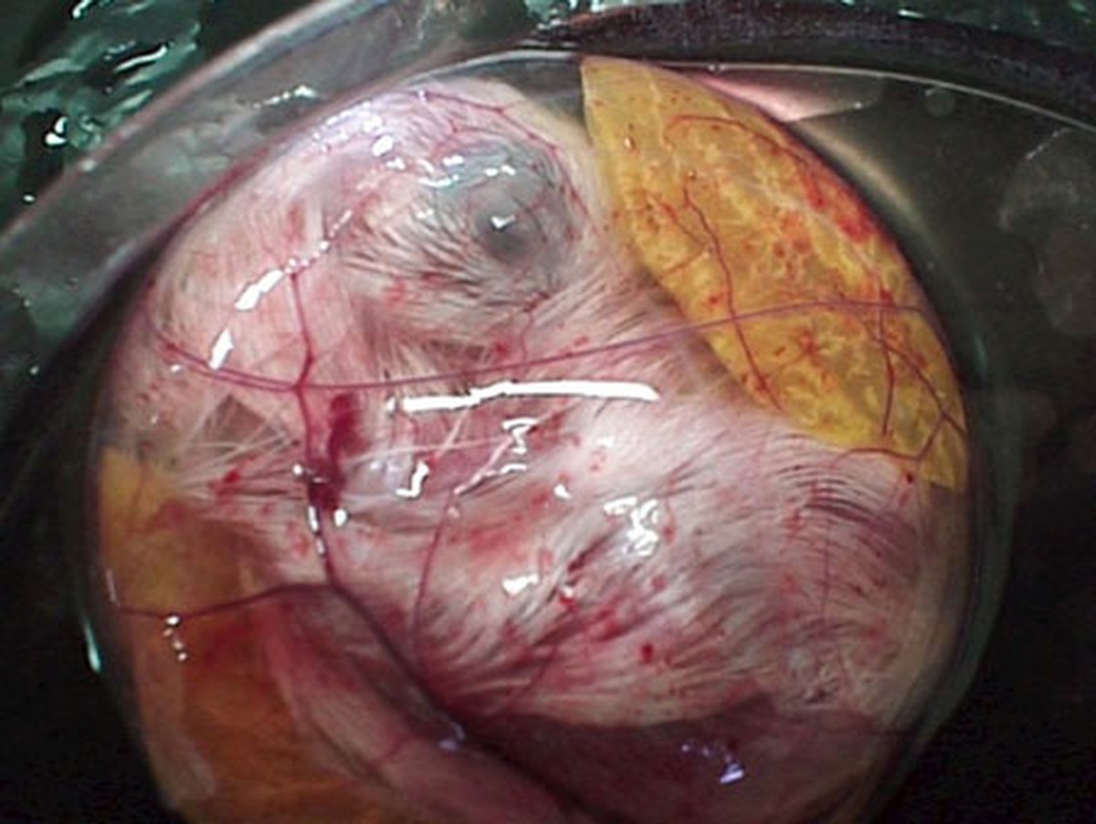 Увлекательный процесс развития цыплёнка в яйце как развивается цыплёнок в яйце, цыплёнок чашка петри