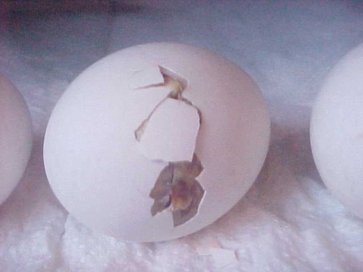 Увлекательный процесс развития цыплёнка в яйце как развивается цыплёнок в яйце, цыплёнок чашка петри