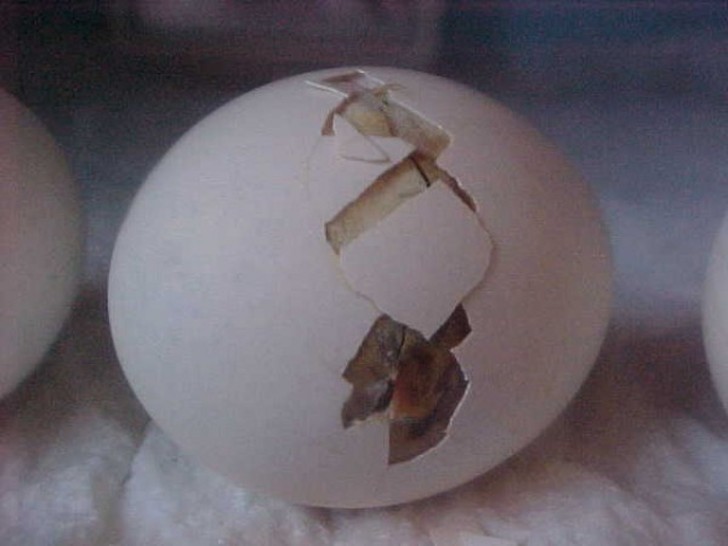 Увлекательный процесс развития цыплёнка в яйце как развивается цыплёнок в яйце, цыплёнок чашка петри