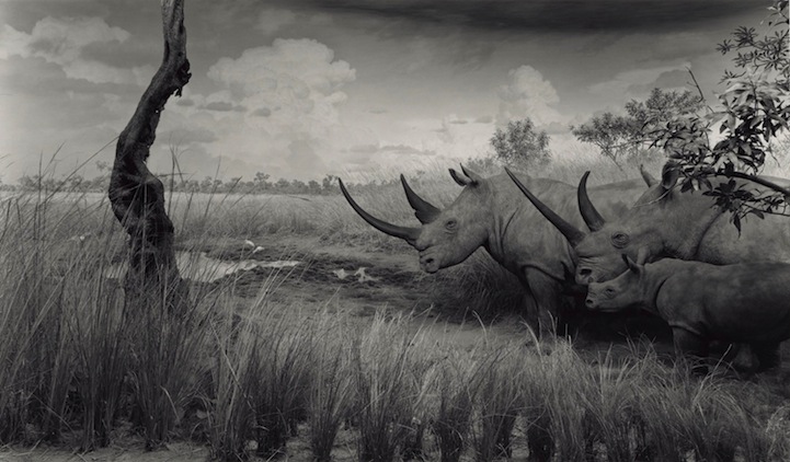 Что не так с этими фотографиями дикой природы? Фотографии природы чучела животных, Хироши Сугимото, Hiroshi Sugimoto, серия Диорамы, фотографировал чучела животных