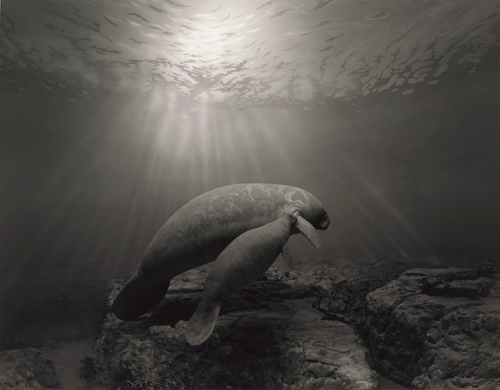 Что не так с этими фотографиями дикой природы? Фотографии природы чучела животных, Хироши Сугимото, Hiroshi Sugimoto, серия Диорамы, фотографировал чучела животных