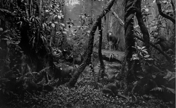 Что не так с этими фотографиями дикой природы? Фотографии природы чучела животных, Хироши Сугимото, Hiroshi Sugimoto, серия Диорамы, фотографировал чучела животных