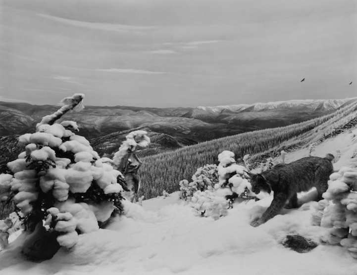 Что не так с этими фотографиями дикой природы? Фотографии природы чучела животных, Хироши Сугимото, Hiroshi Sugimoto, серия Диорамы, фотографировал чучела животных