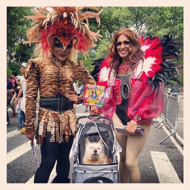 Джеймс и Элмо, последнее приключение собаки Элмо, прощание с собакой Элмо