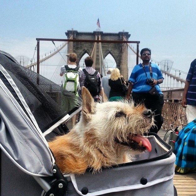 Джеймс и Элмо, последнее приключение собаки Элмо, прощание с собакой Элмо