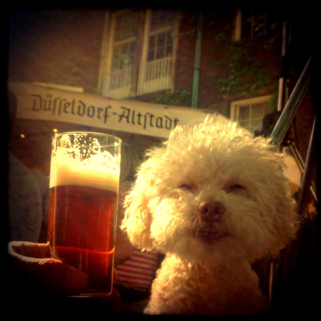 Очаровательный 14-летний пёс-путешественник Серберо, который побывал там, куда все только мечтают попасть Cerbero dog travel, собака путешественник