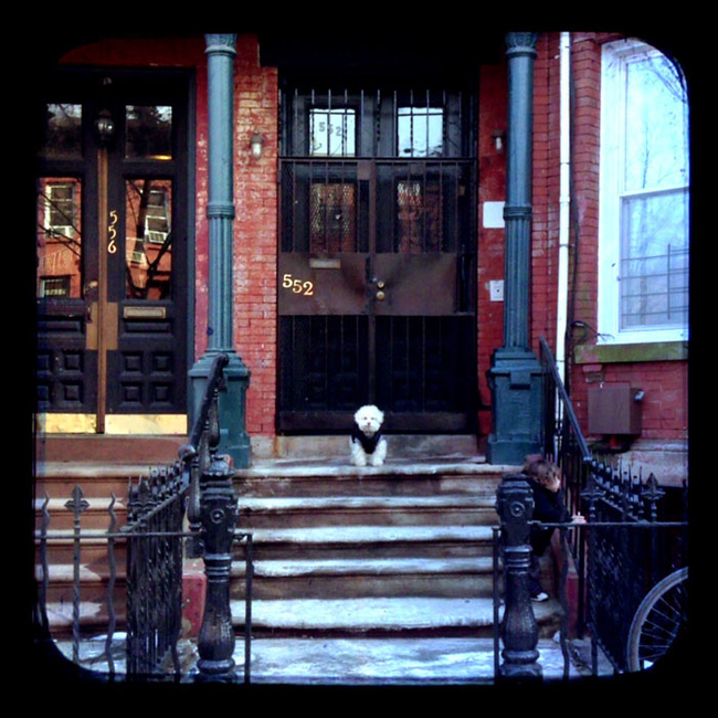 Очаровательный 14-летний пёс-путешественник Серберо, который побывал там, куда все только мечтают попасть Cerbero dog travel, собака путешественник