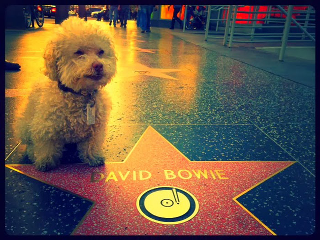 Очаровательный 14-летний пёс-путешественник Серберо, который побывал там, куда все только мечтают попасть Cerbero dog travel, собака путешественник