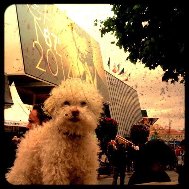 Очаровательный 14-летний пёс-путешественник Серберо, который побывал там, куда все только мечтают попасть Cerbero dog travel, собака путешественник