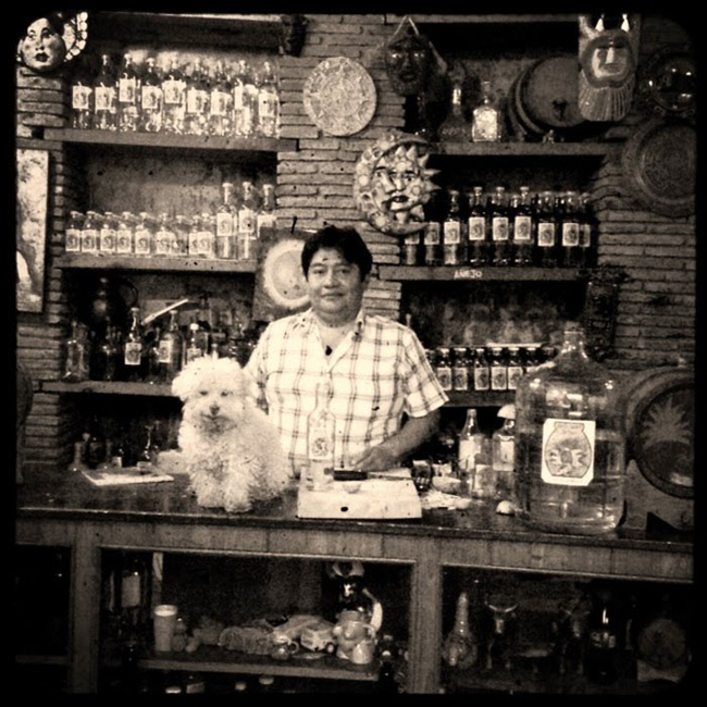 Очаровательный 14-летний пёс-путешественник Серберо, который побывал там, куда все только мечтают попасть Cerbero dog travel, собака путешественник