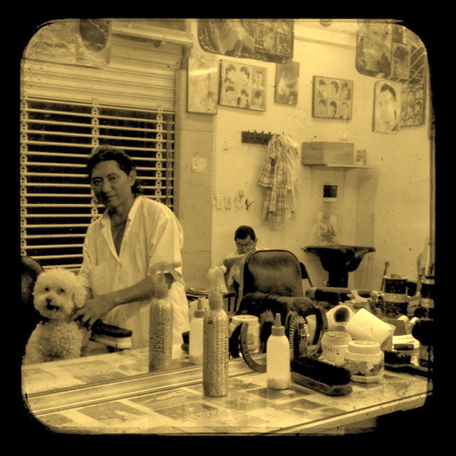 Очаровательный 14-летний пёс-путешественник Серберо, который побывал там, куда все только мечтают попасть Cerbero dog travel, собака путешественник